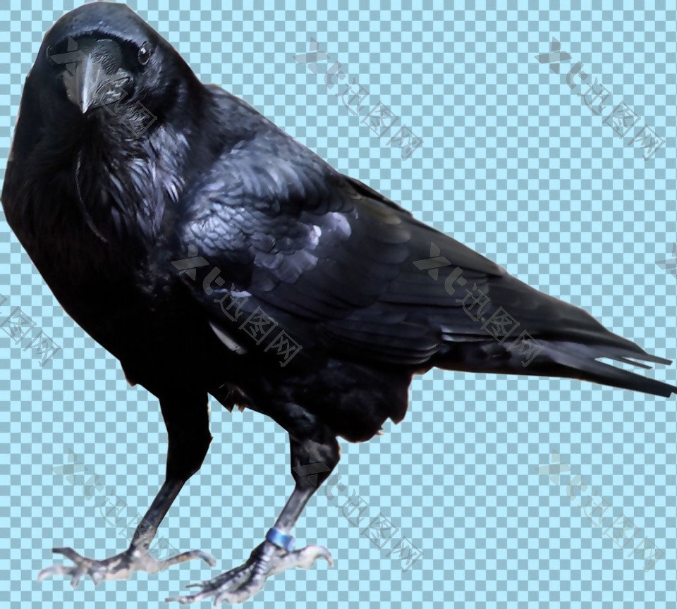 黑色羽毛的乌鸦图片免抠png透明图层素材