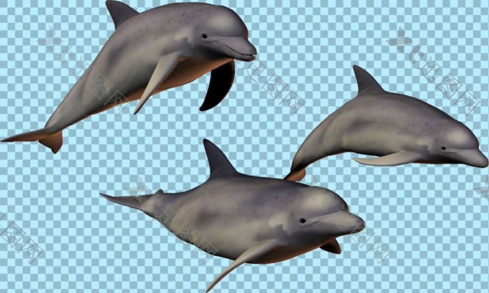 三只海豚图片免抠png透明图层素材