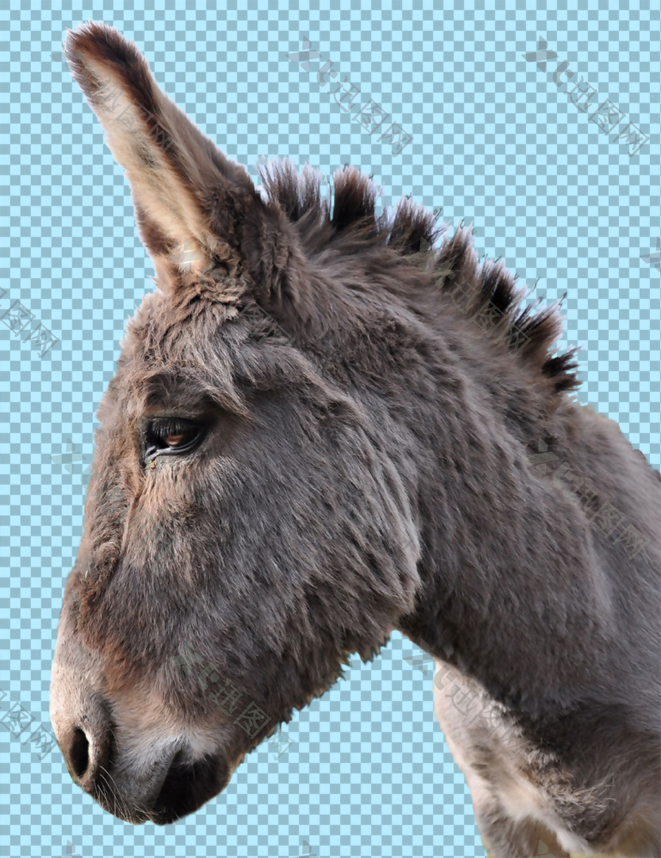 褐色毛发驴头图片免抠png透明图层素材