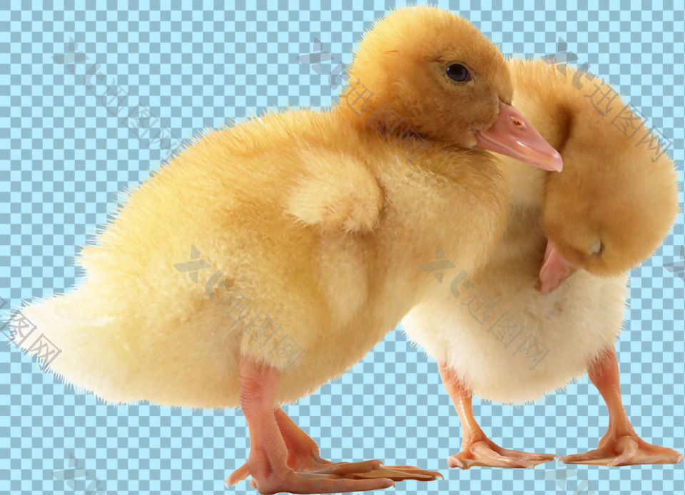 两只站着的小鸭子图片免抠png透明素材
