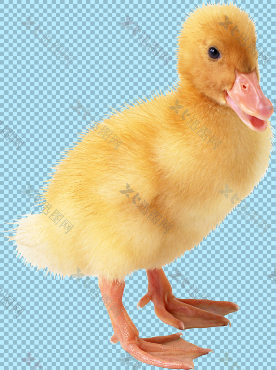 黄色刚出生的鸭子图片免抠png透明素材