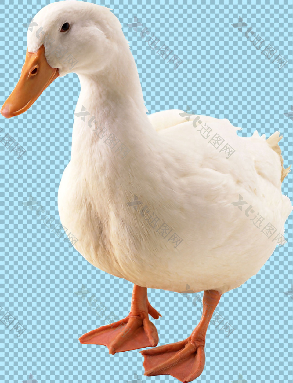 白色羽毛鸭子图片免抠png透明图层素材