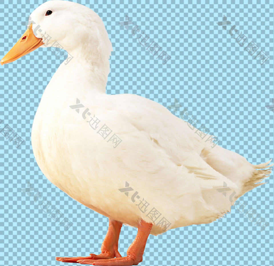 站着的白色鸭子图片免抠png透明图层素材