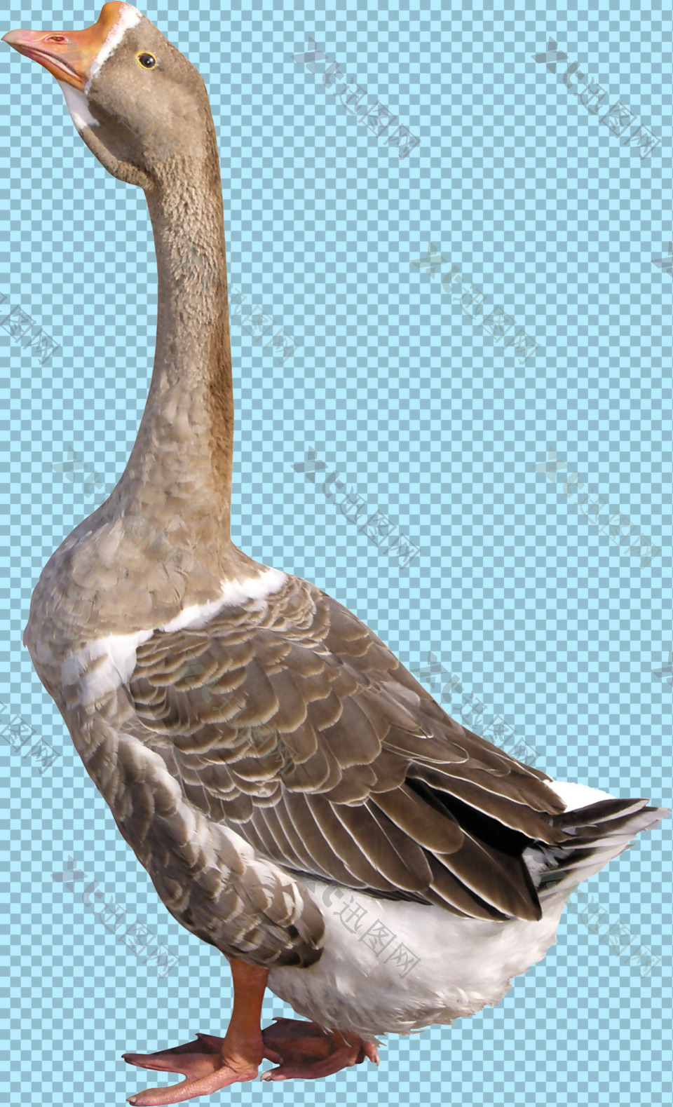 灰色羽毛的鹅图片免抠png透明图层素材