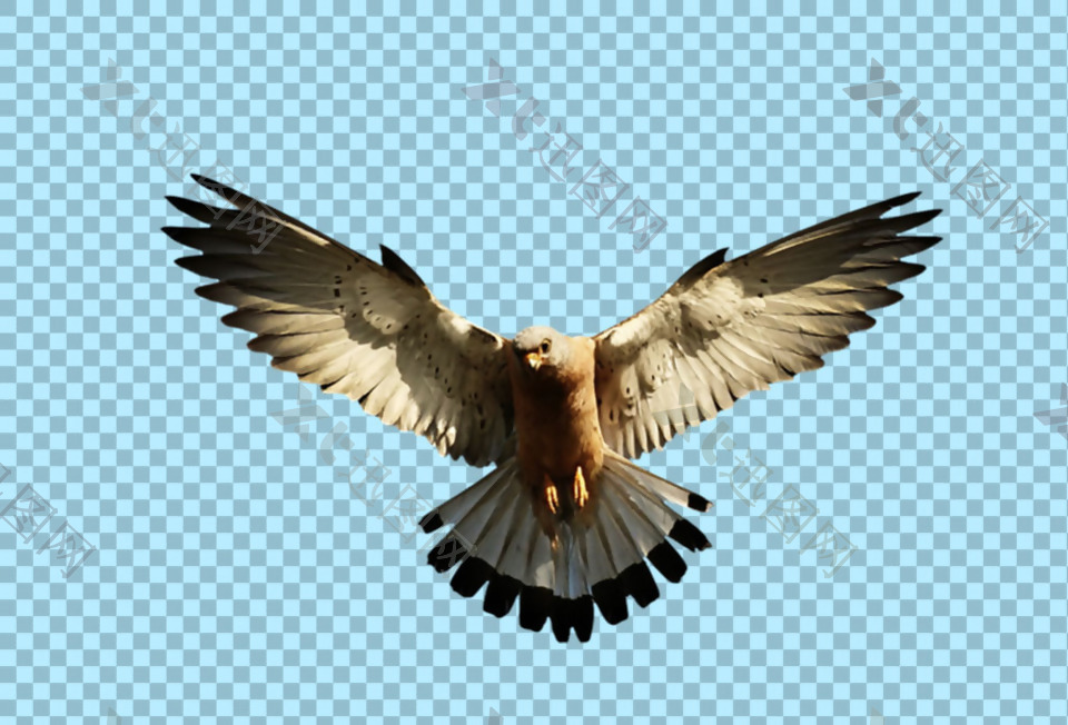 飞翔的老鹰图片免抠png透明图层素材