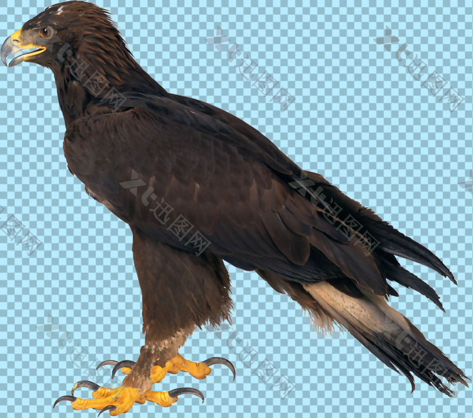 黑色羽毛的老鹰图片免抠png透明图层素材