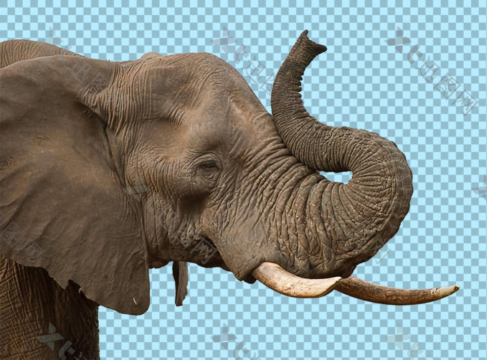 棕色毛色大象图片免抠png透明图层素材
