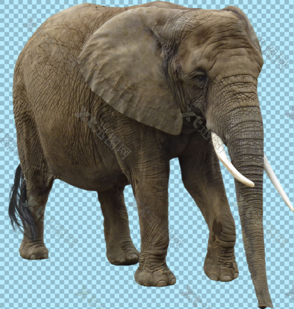 大耳朵的大象图片免抠png透明图层素材