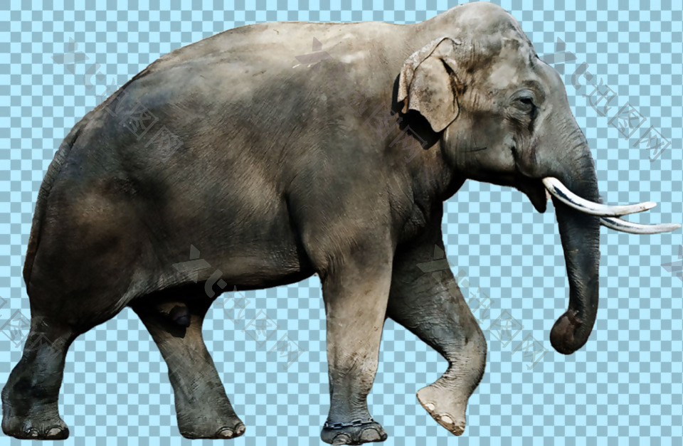 正在走的大象图片免抠png透明图层素材