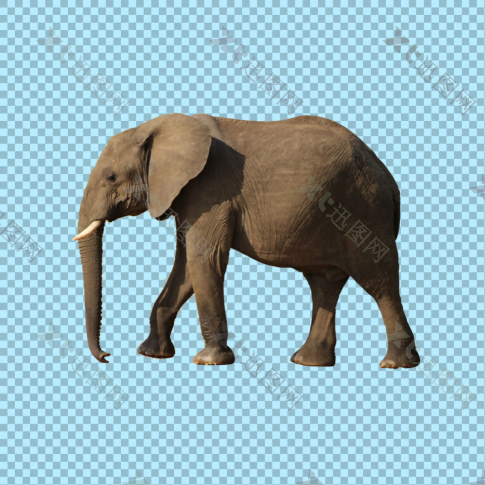 棕色大象图片免抠png透明图层素材