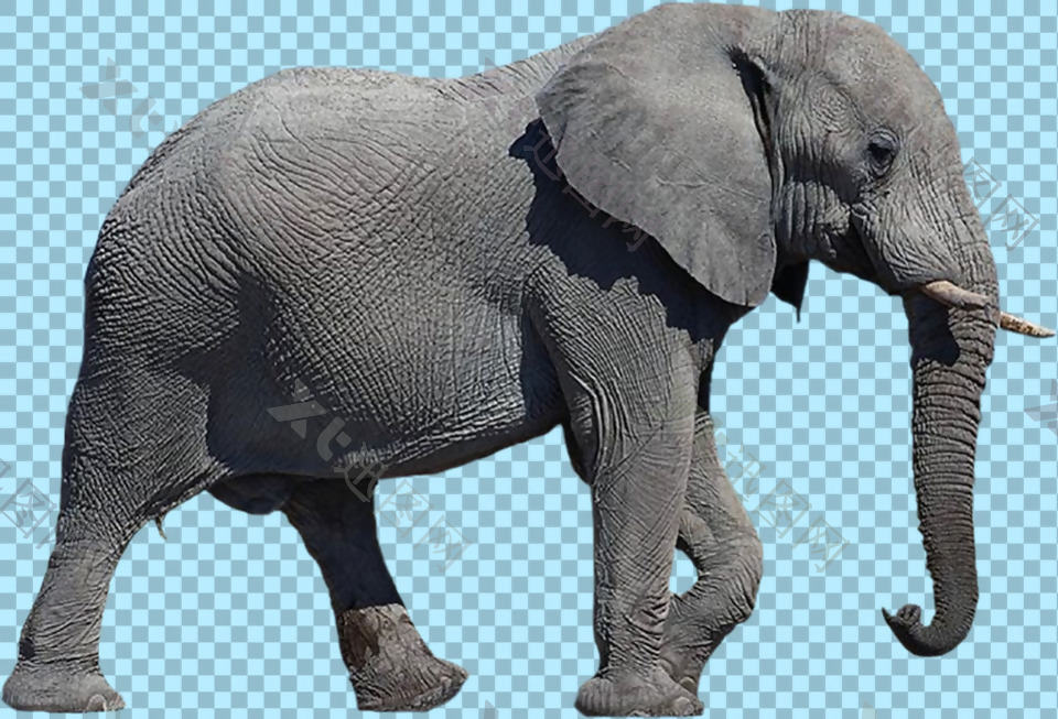 深灰色大象图片免抠png透明图层素材