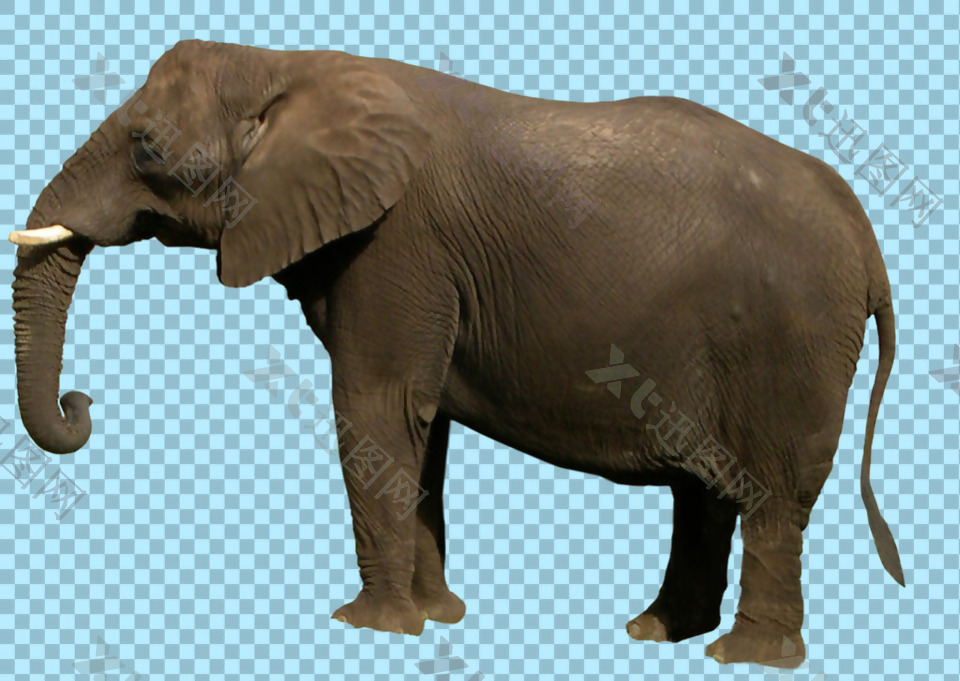 棕色大象图片免抠png透明图层素材