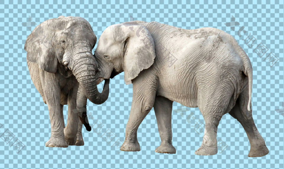 两只大象图片免抠png透明图层素材