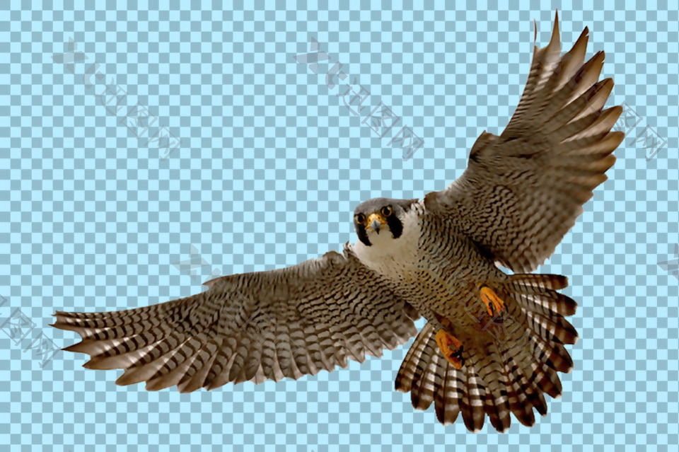 正在飞翔的猎鹰图片免抠png透明图层素材