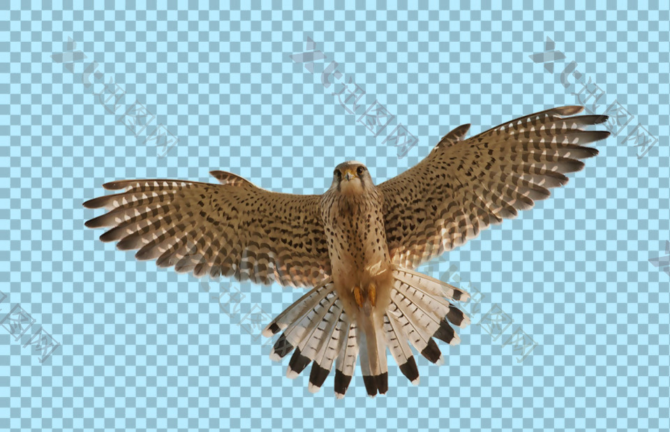 飞行的猎鹰图片免抠png透明图层素材
