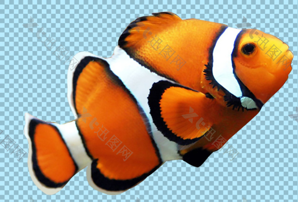 橙色花纹热带鱼类免抠png透明图层素材
