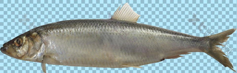 正侧面的鱼图片免抠png透明图层素材