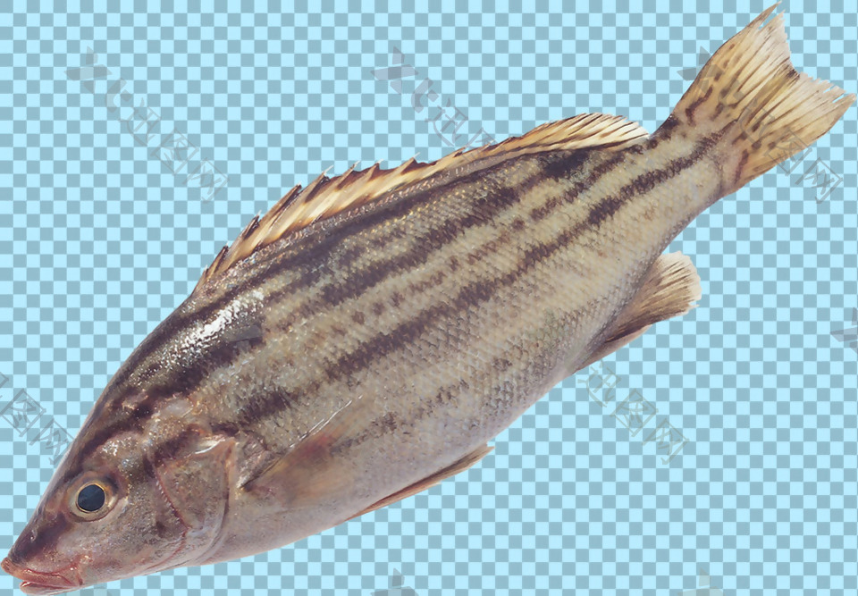 有斑纹的鱼图片免抠png透明图层素材