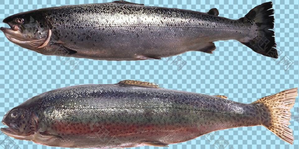 两条深色的鱼图片免抠png透明图层素材