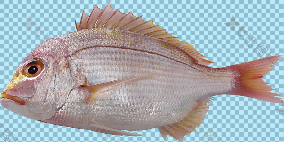 红色调大眼睛鱼图片免抠png透明图层素材