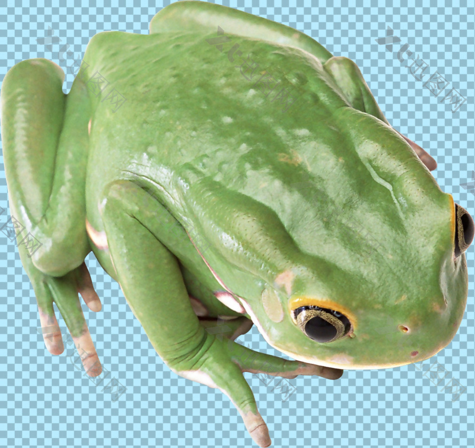 漂亮绿色青蛙免抠png透明图层素材