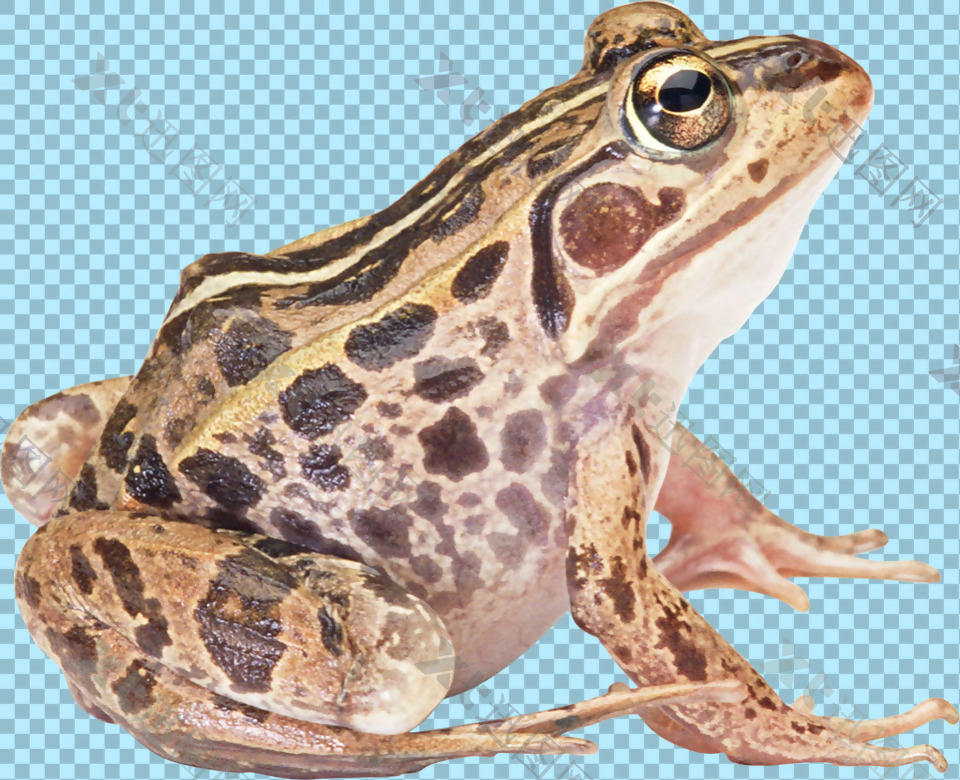 黑色斑纹青蛙免抠png透明图层素材
