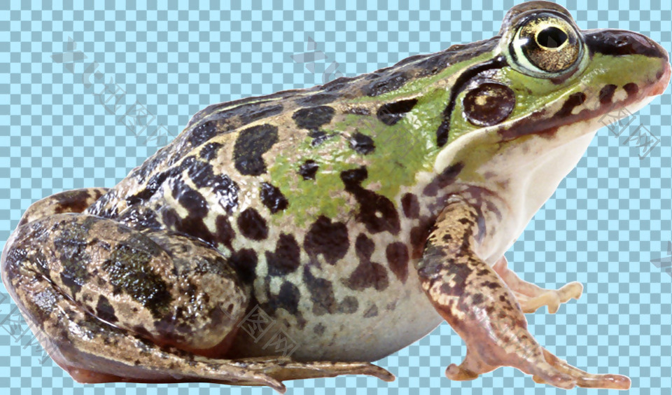 黑点绿色皮肤青蛙免抠png透明图层素材