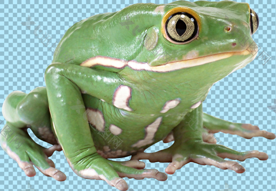 绿颜色青蛙免抠png透明图层素材