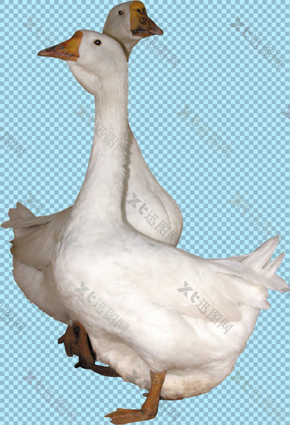 白色羽毛家鹅免抠png透明图层素材