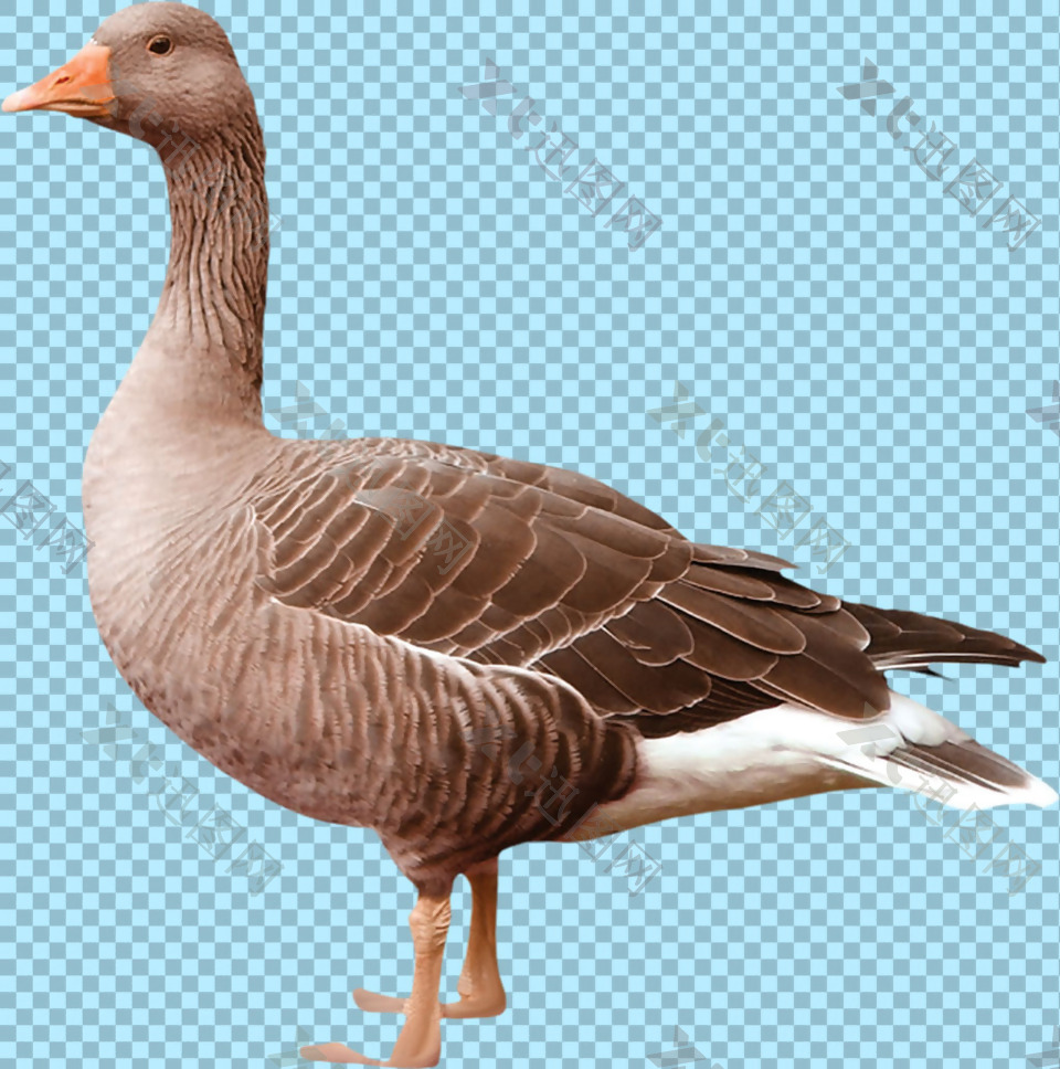棕褐色羽毛的野鸭免抠png透明图层素材