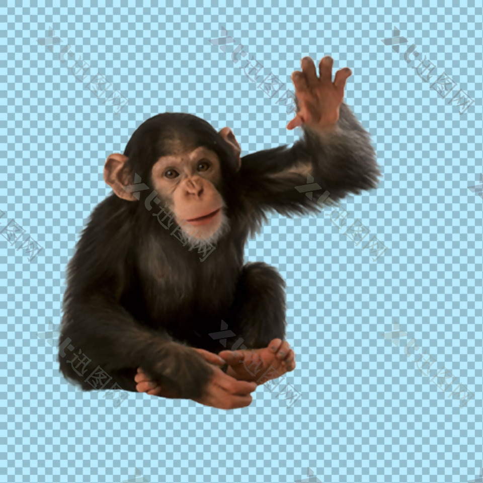 招手的猩猩免抠png透明图层素材