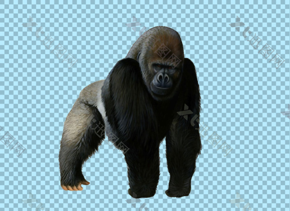 大猩猩免抠png透明图层素材