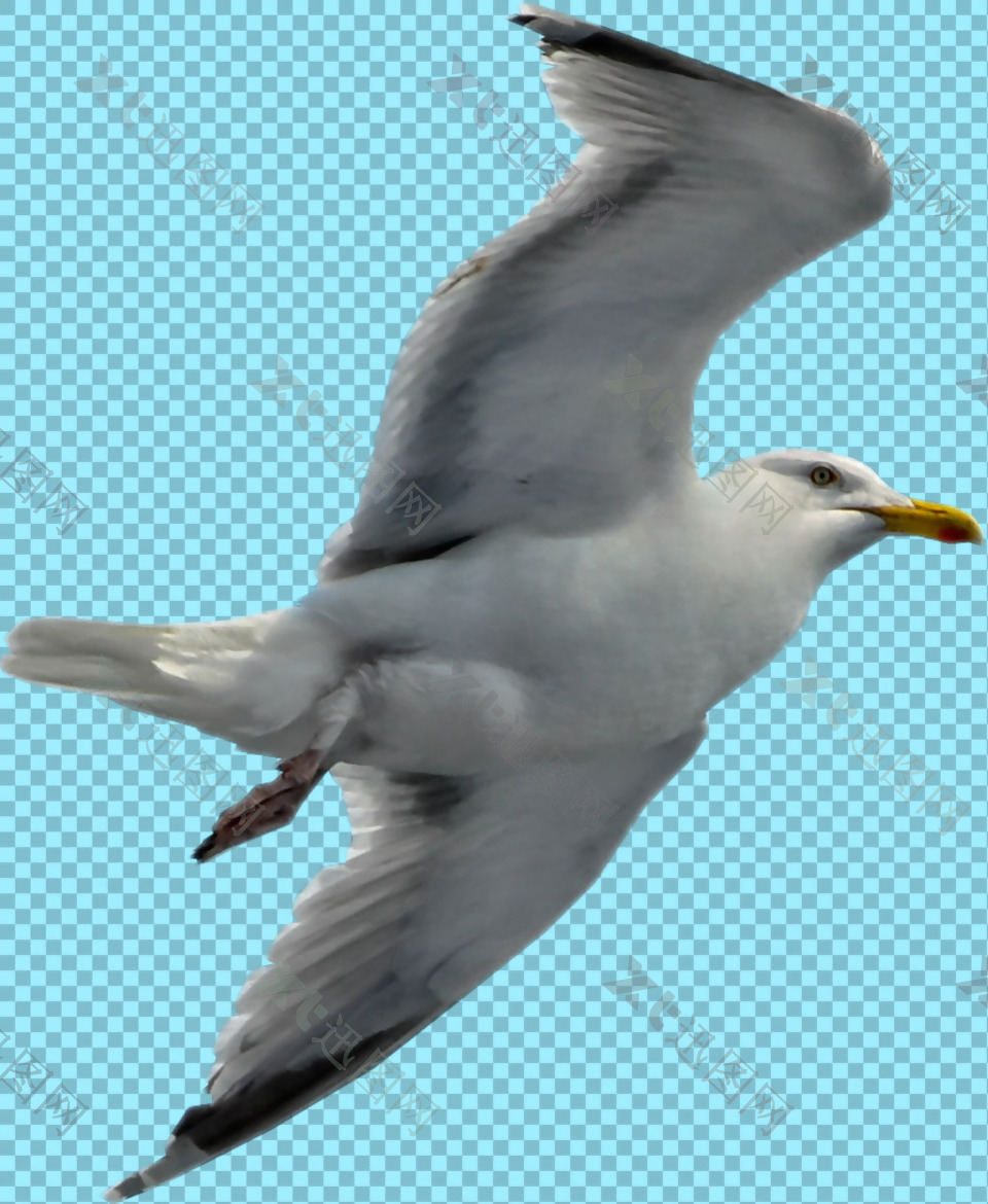真正飞行的海鸥免抠png透明图层素材
