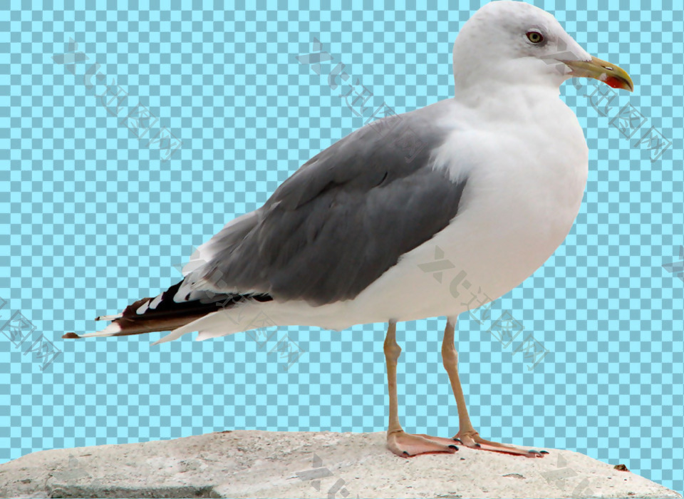 灰色翅膀海鸥免抠png透明图层素材