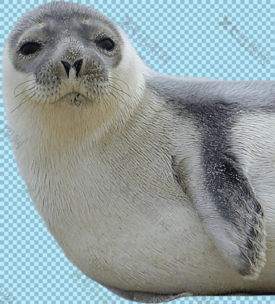 可爱躺着的海豹免抠png透明图层素材