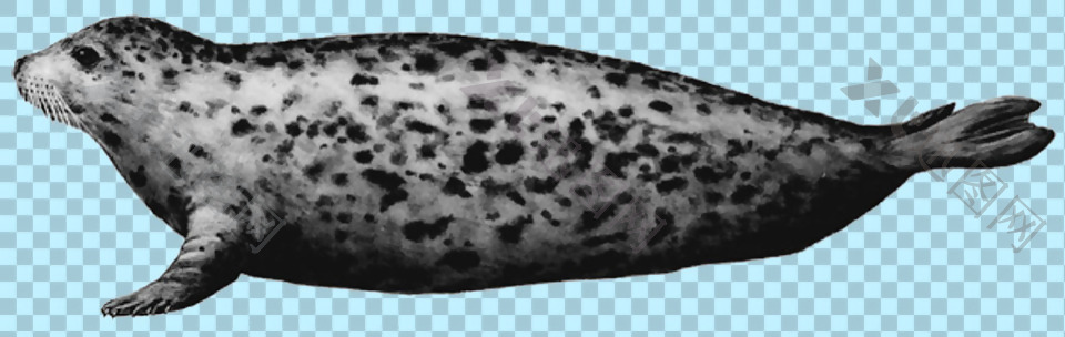 手绘斑点海豹免抠png透明图层素材
