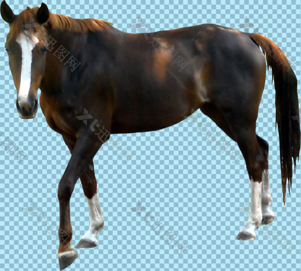黑褐色毛发的马免抠png透明图层素材