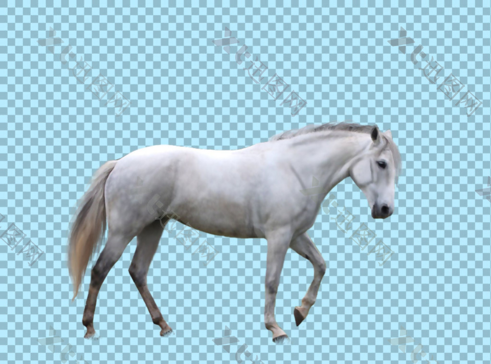 白色骏马免抠png透明图层素材