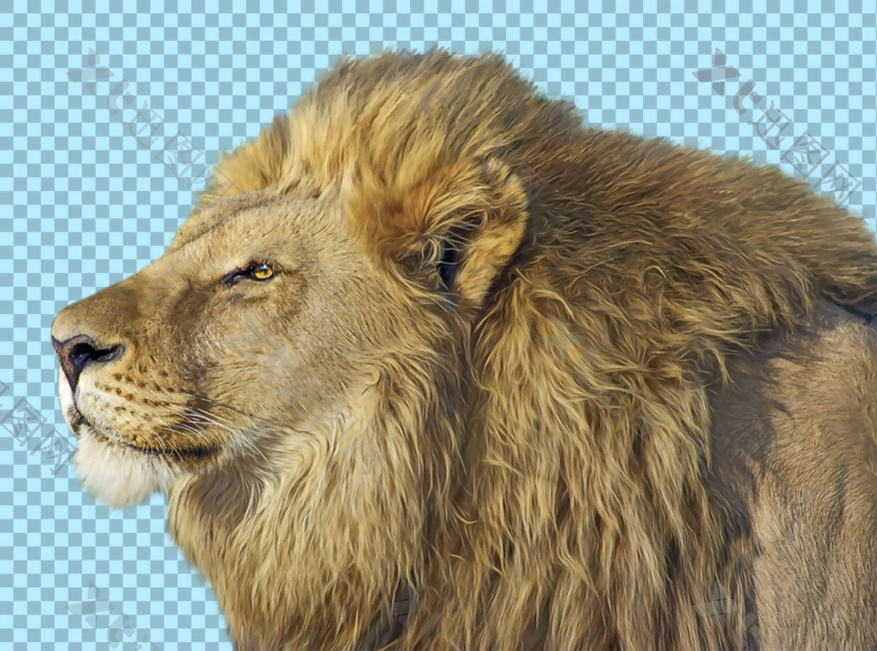 闭幕养神的狮子免抠png透明图层素材