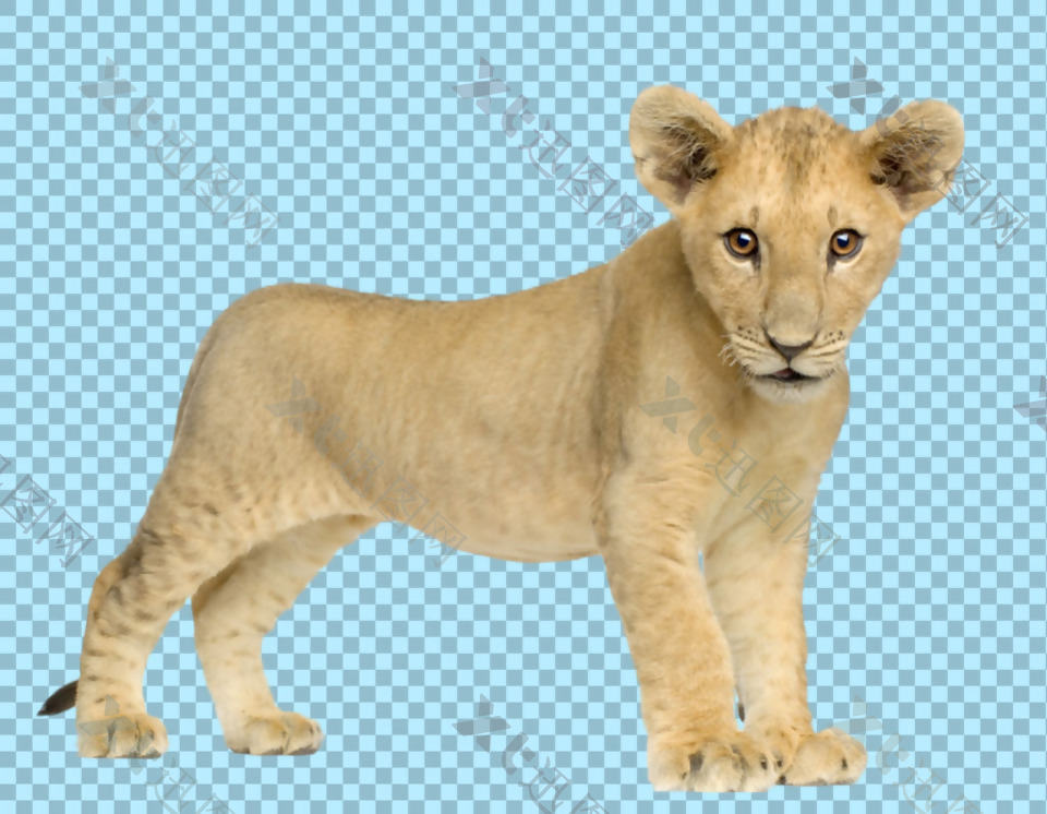 可爱幼狮免抠png透明图层素材