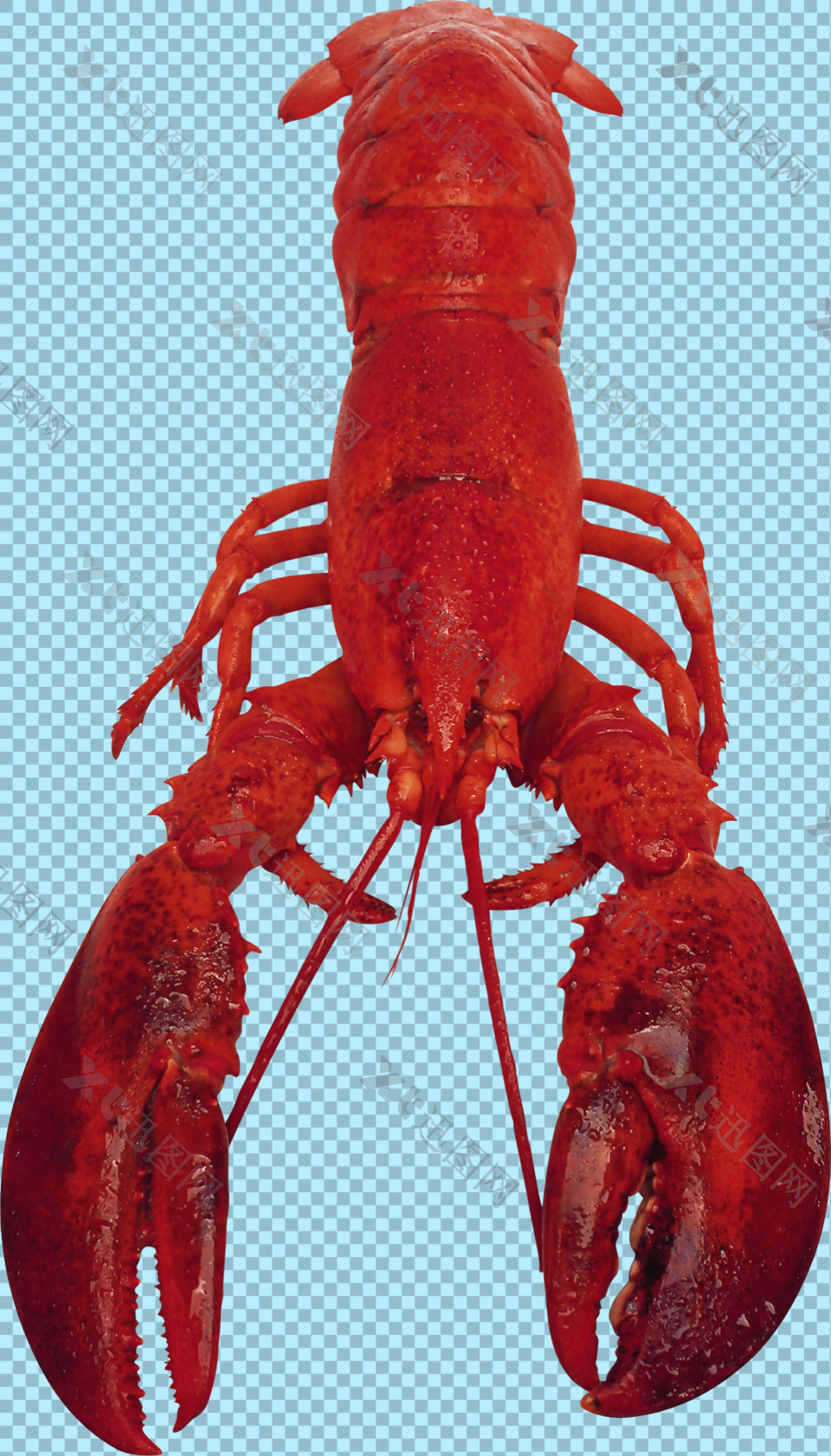 美味的龙虾免抠png透明图层素材