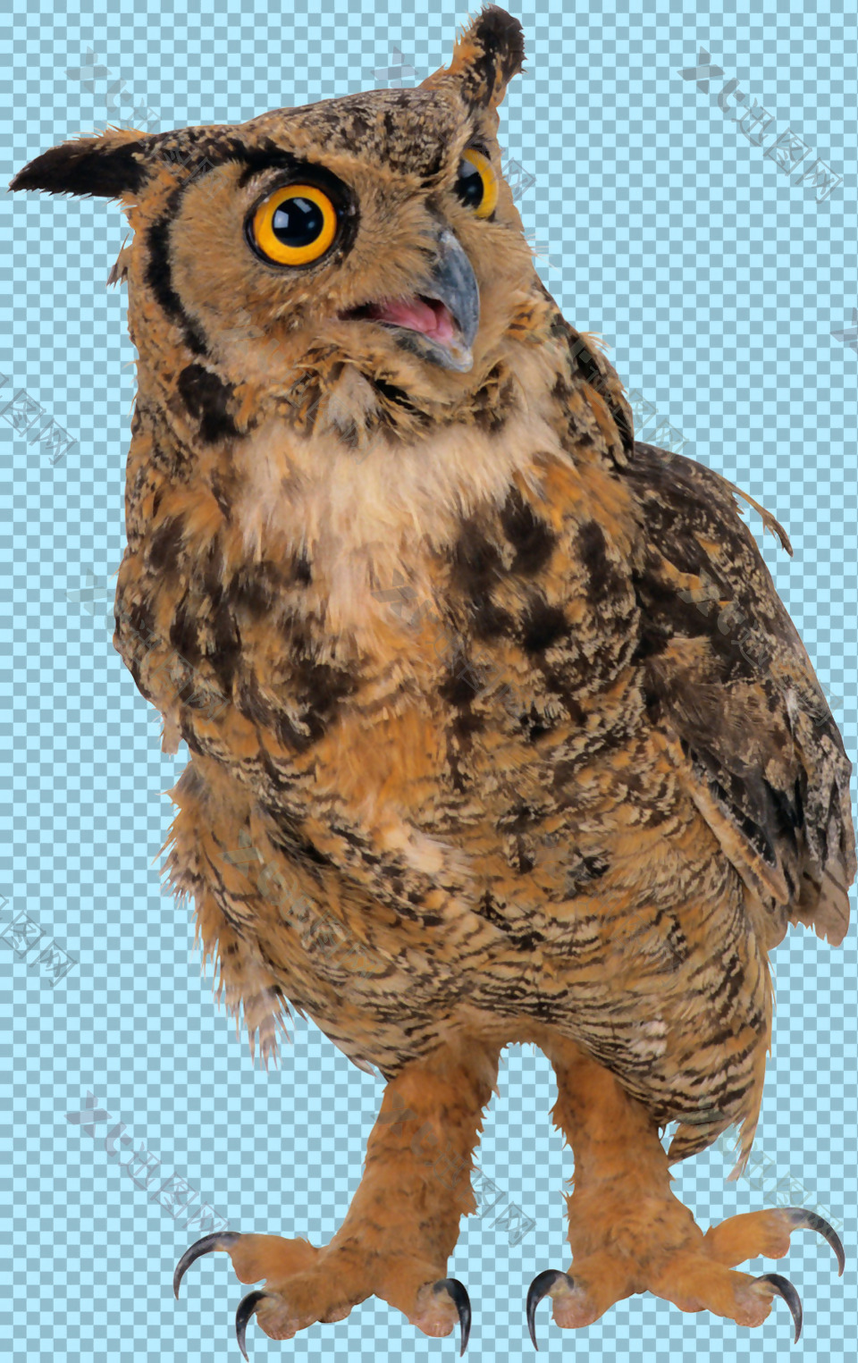 棕色杂色猫头鹰免抠png透明图层素