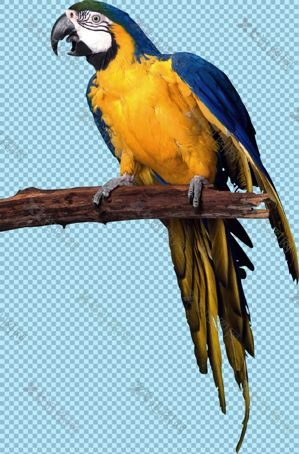 站树枝上的蓝色鹦鹉免抠png透明图层素材