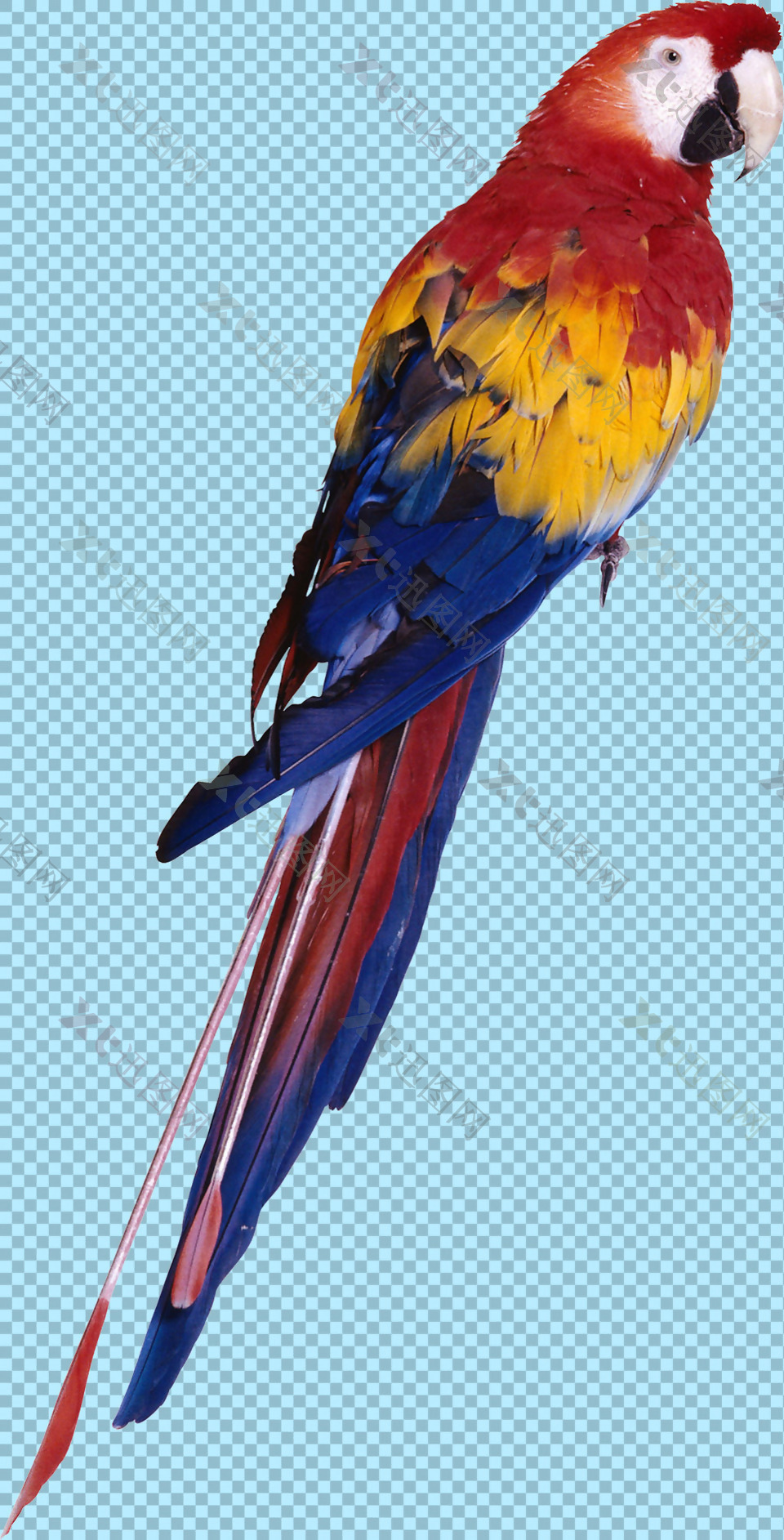 彩色休息的鹦鹉免抠png透明图层素材