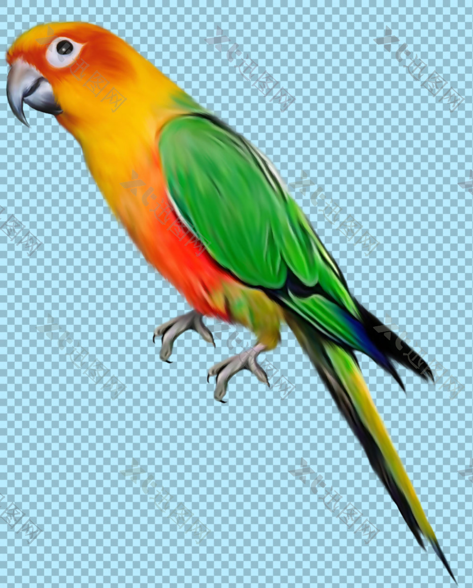 彩色羽毛站树枝上的鹦鹉免抠png透明素材