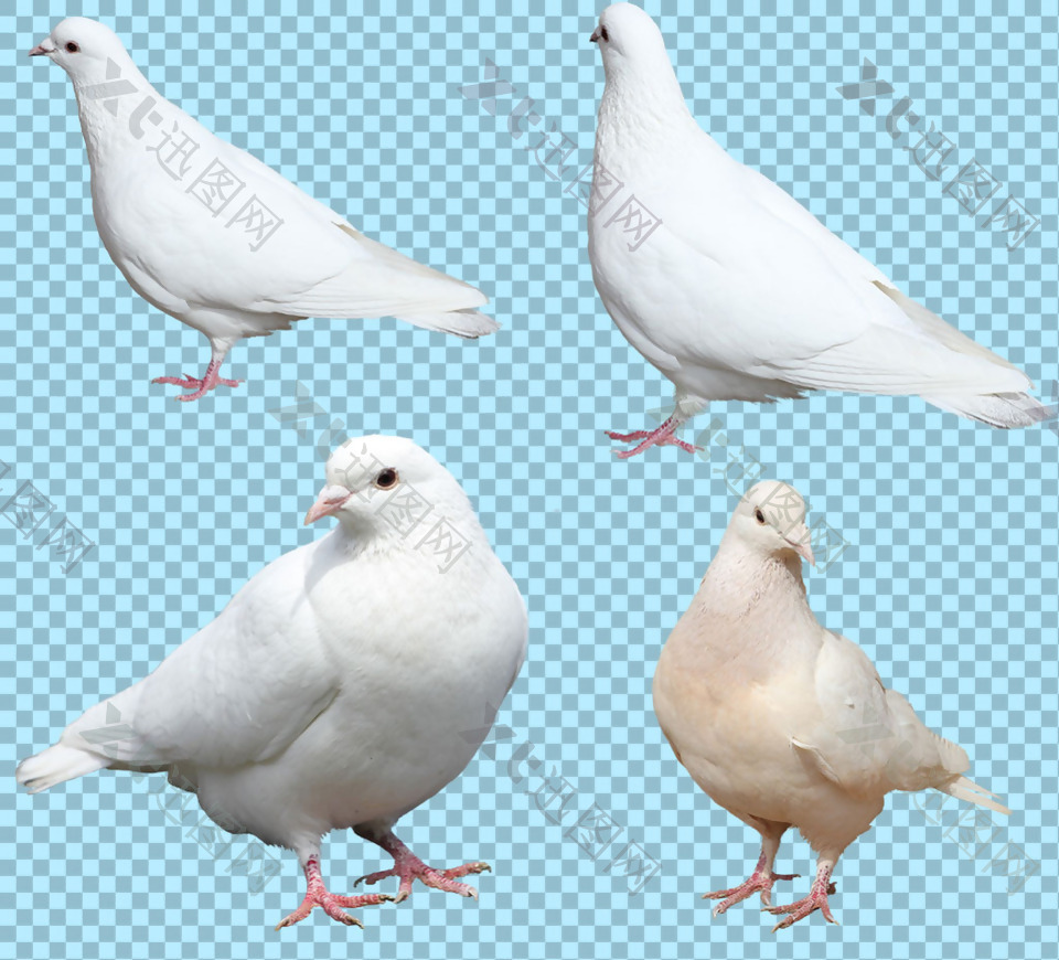 四只白色鸽子免抠png透明图层素材