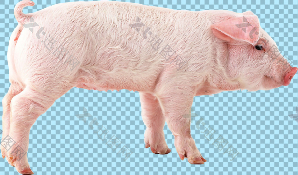 一只小乳猪免抠png透明图层素材