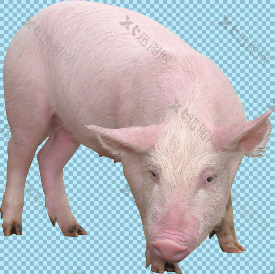 一只小猪免抠png透明图层素材