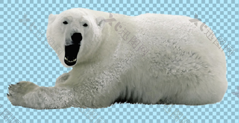 躺地上的北极熊免抠png透明图层素材
