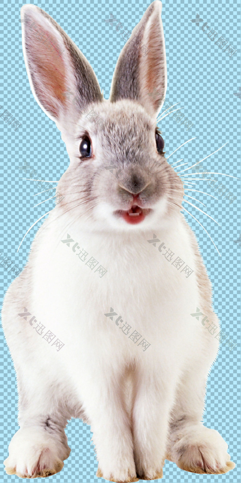 可爱白色毛发兔子免抠png透明图层素材
